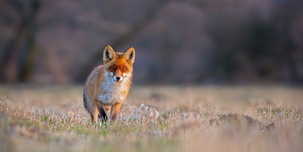 29836489 red fox vulpes vulpes on a meadow at sunset